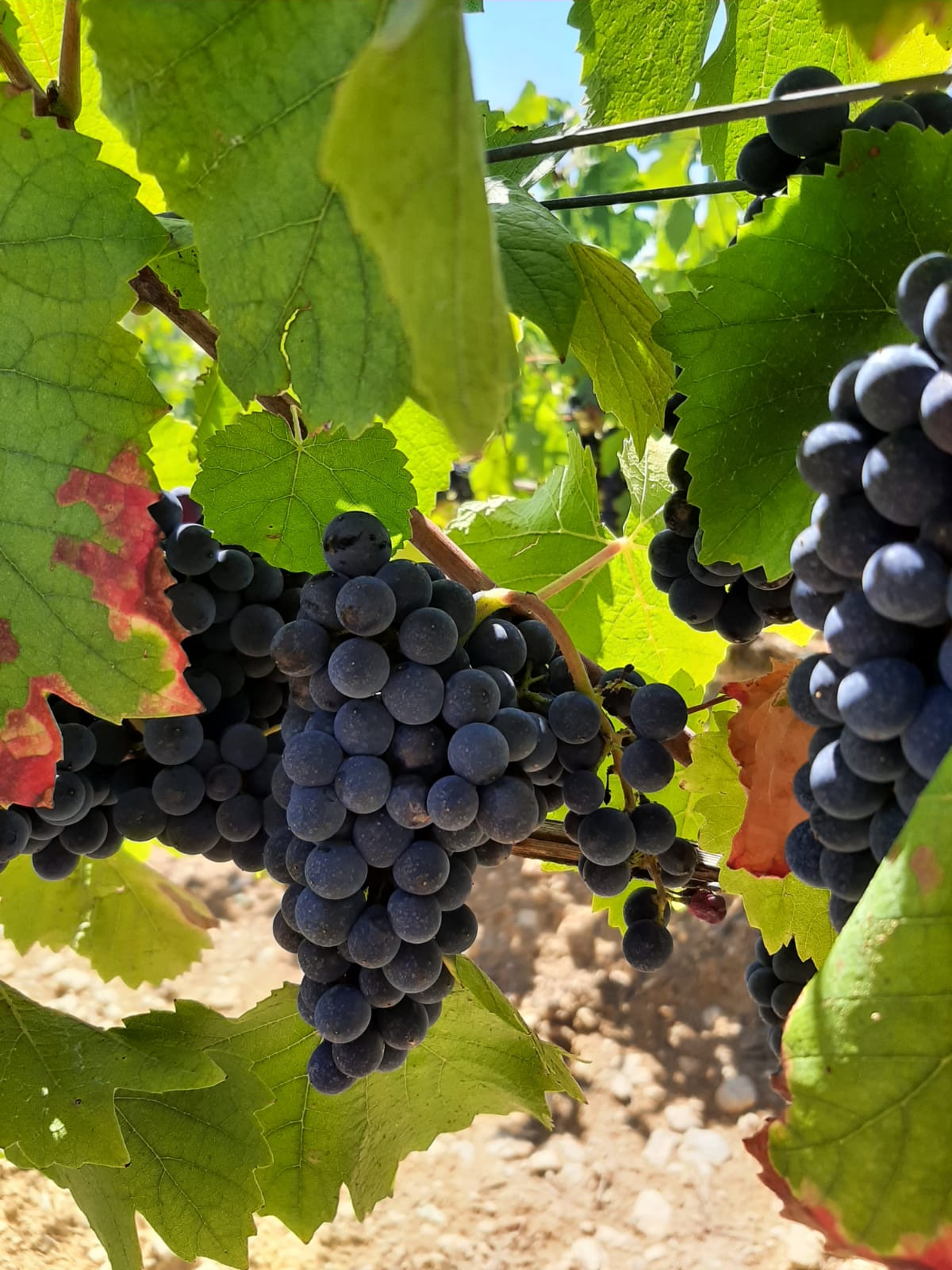 Concours international des vins